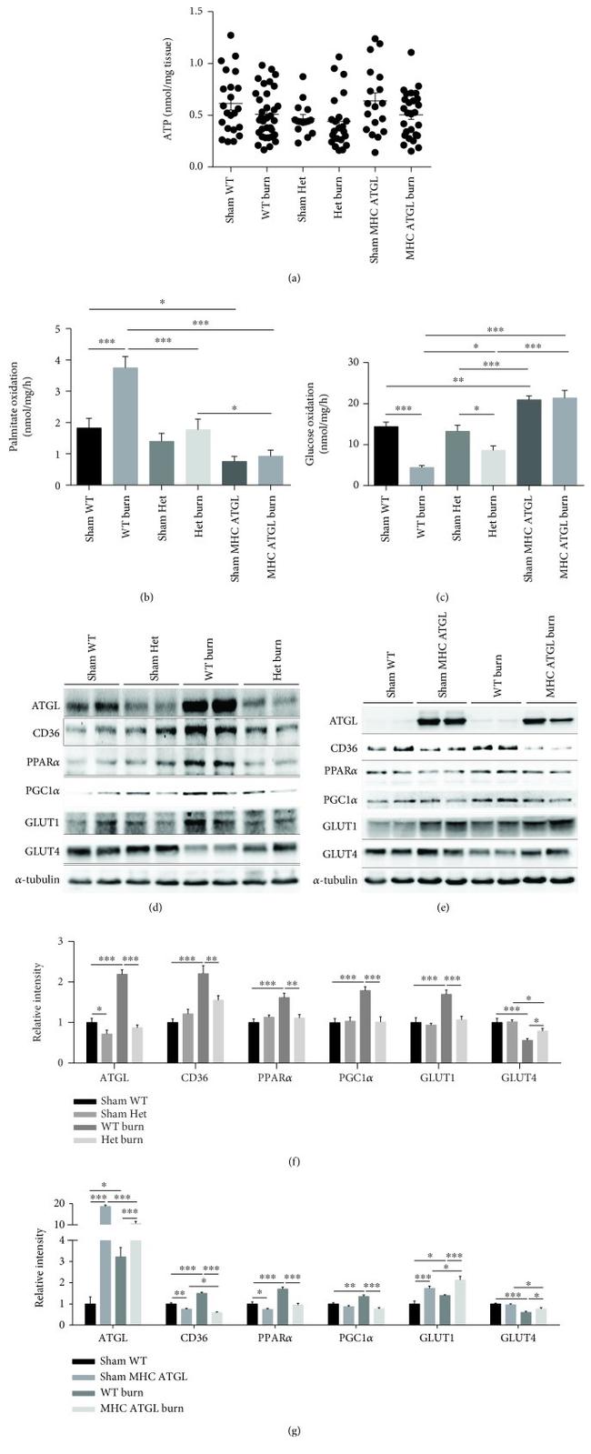 ATGL Antibody in Western Blot (WB)