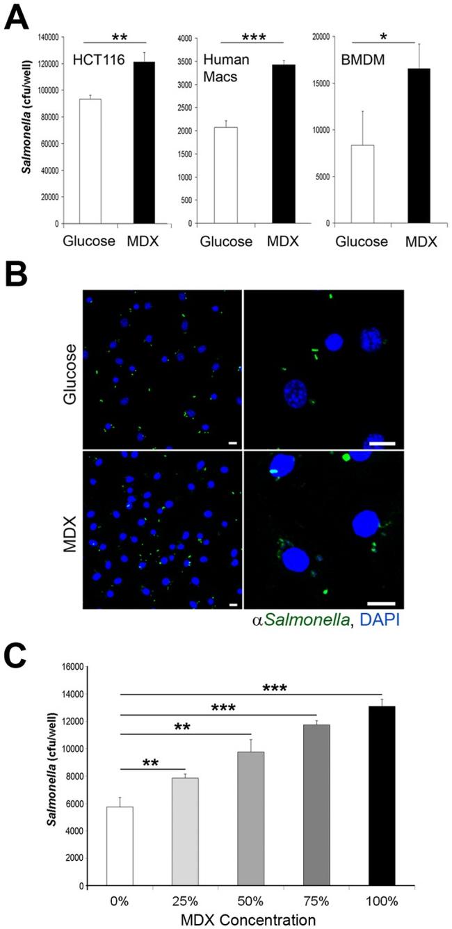 Salmonella Antibody in Immunocytochemistry (ICC/IF)