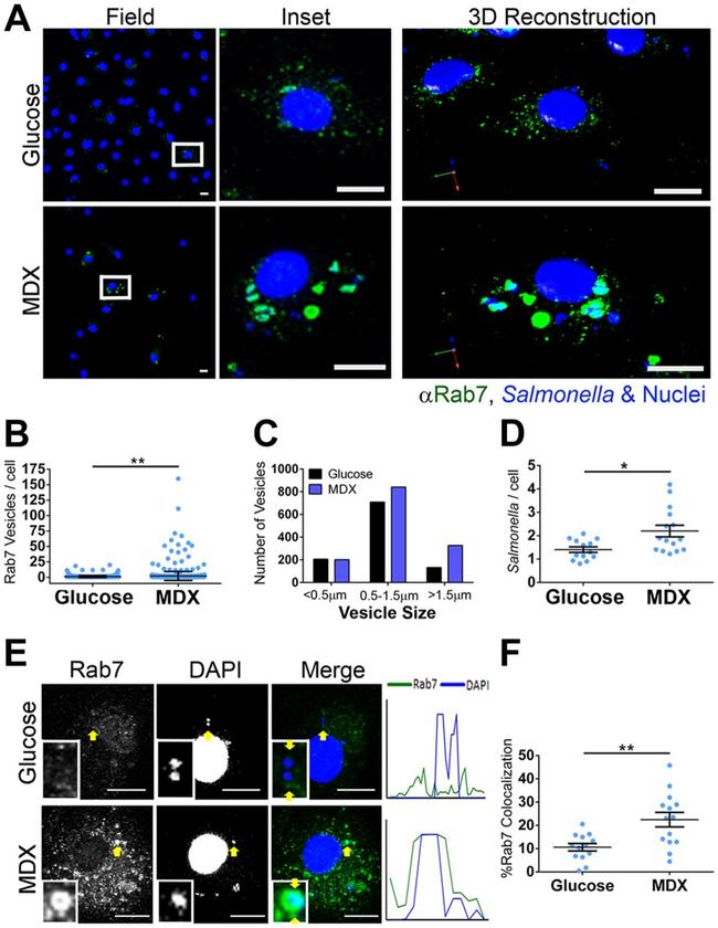 Salmonella Antibody in Immunocytochemistry (ICC/IF)