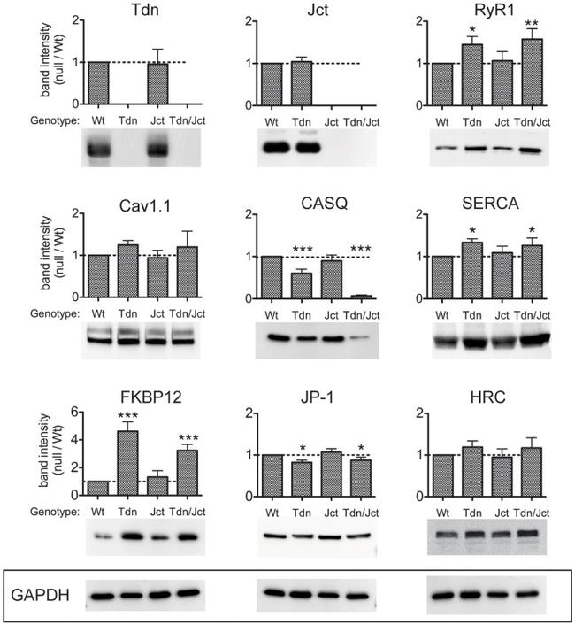 Triadin Antibody in Western Blot (WB)