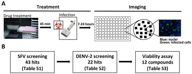 Dengue Virus Type 1-4 Antibody in Immunocytochemistry (ICC/IF)