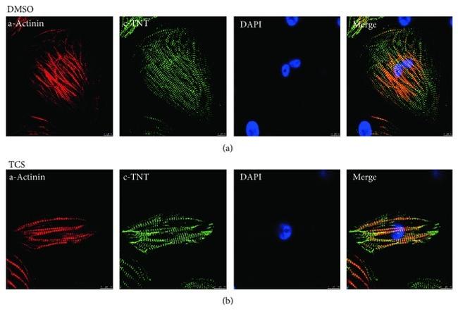 Cardiac Troponin T Antibody in Immunocytochemistry (ICC/IF)