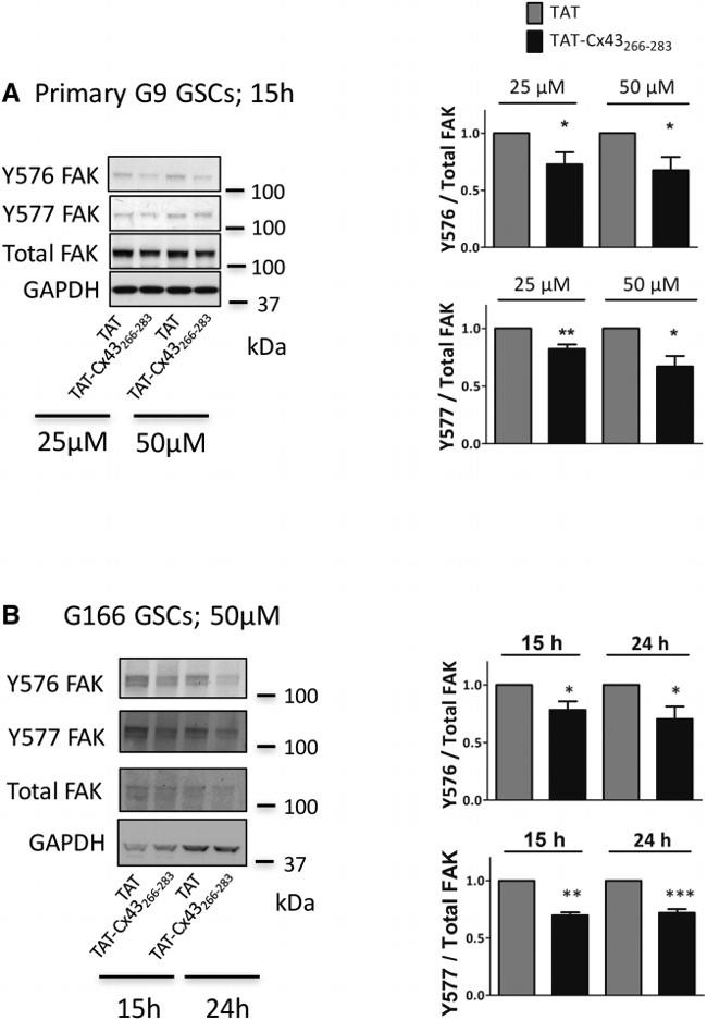 FAK Antibody in Western Blot (WB)