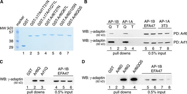 GST Tag Antibody in Immunoprecipitation (IP)