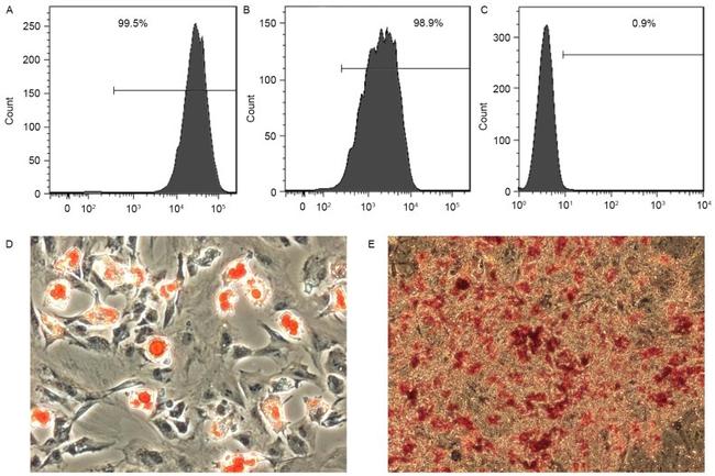 CD90.1 (Thy-1.1) Antibody in Flow Cytometry (Flow)