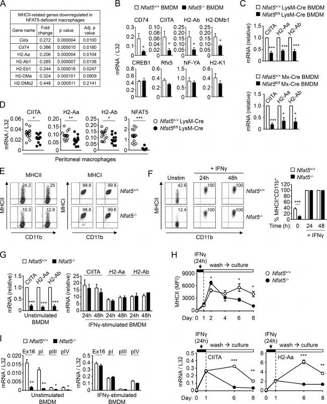 MHC Class I (H-2Db) Antibody in Flow Cytometry (Flow)