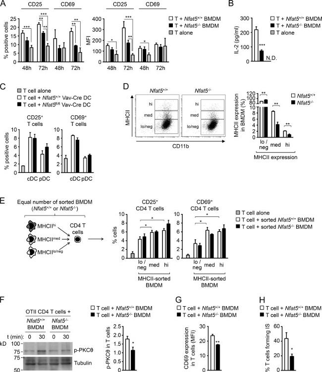 MHC Class II (I-A/I-E) Antibody in Flow Cytometry (Flow)