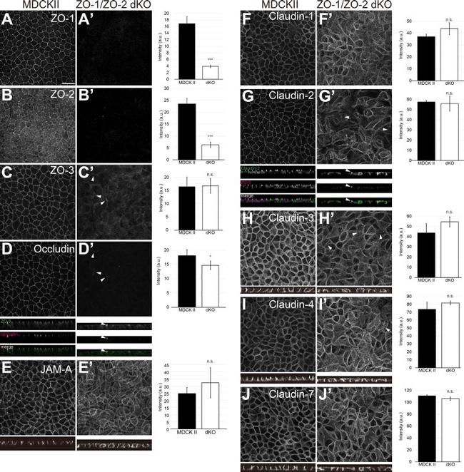 ZO-3 Antibody in Immunocytochemistry (ICC/IF)