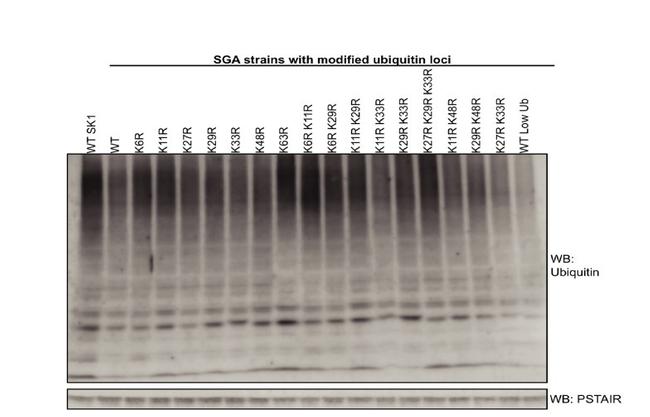 Ubiquitin Antibody in Western Blot (WB)