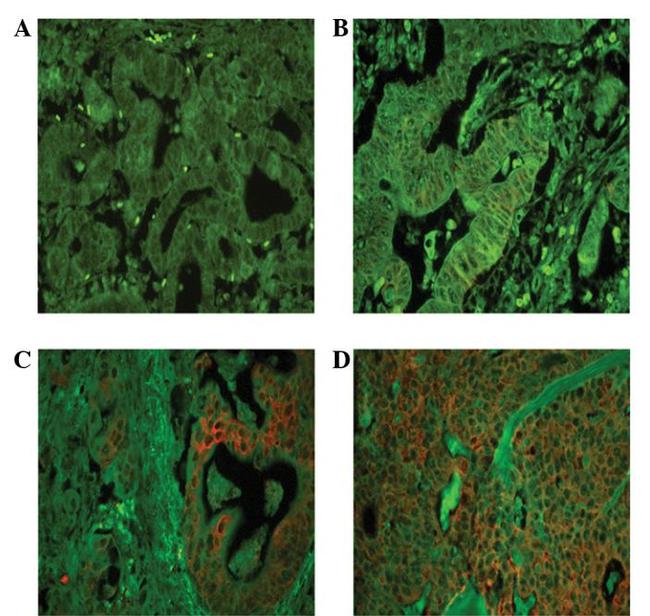 EBP50 Antibody in Immunohistochemistry (IHC)