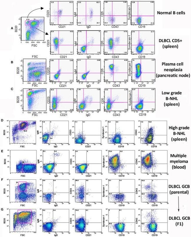 CD45R (B220) Antibody in Flow Cytometry (Flow)