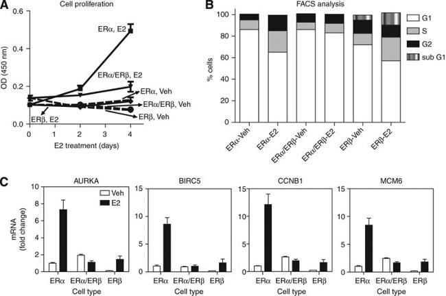 Estrogen Receptor beta Antibody in ChIP Assay (ChIP)