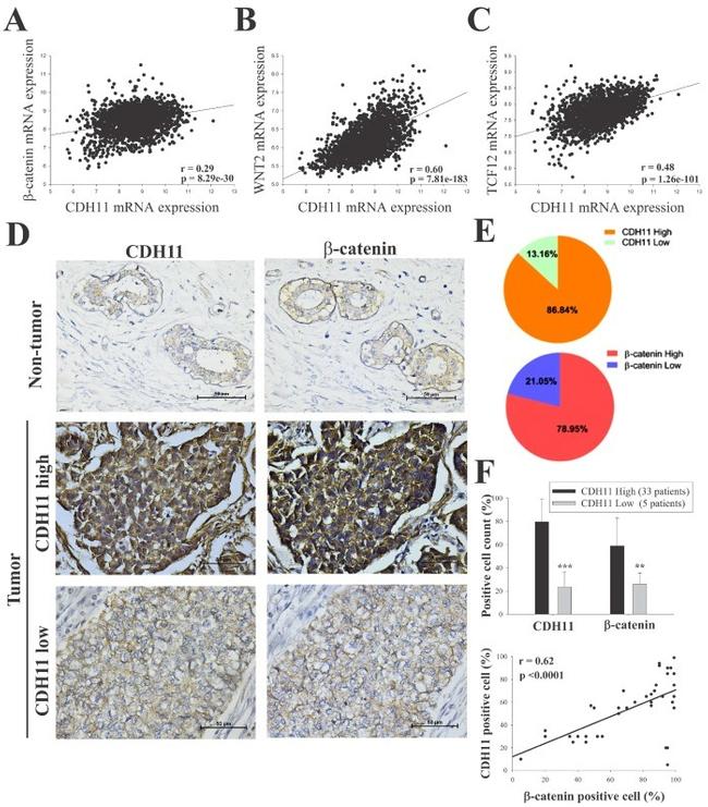 CDH11 Antibody in Immunohistochemistry (IHC)