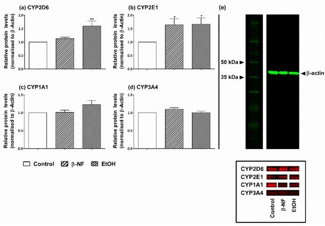 CYP2D6 Antibody in Western Blot (WB)