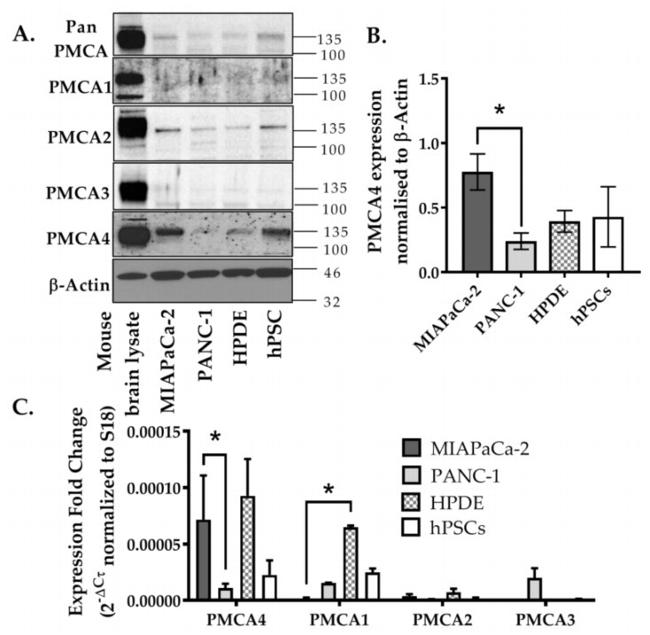 PMCA ATPase Antibody in Western Blot (WB)