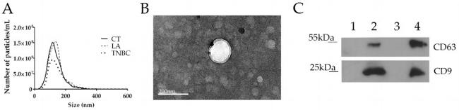 CD9 Antibody in Western Blot (WB)