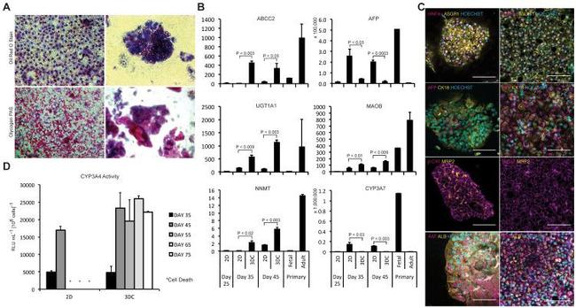 ASGR1 Antibody in Immunocytochemistry, Immunohistochemistry (ICC/IF, IHC)