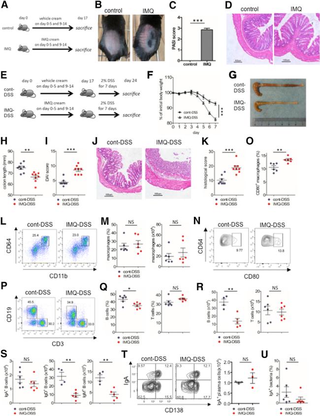 IgA Antibody in Flow Cytometry (Flow)