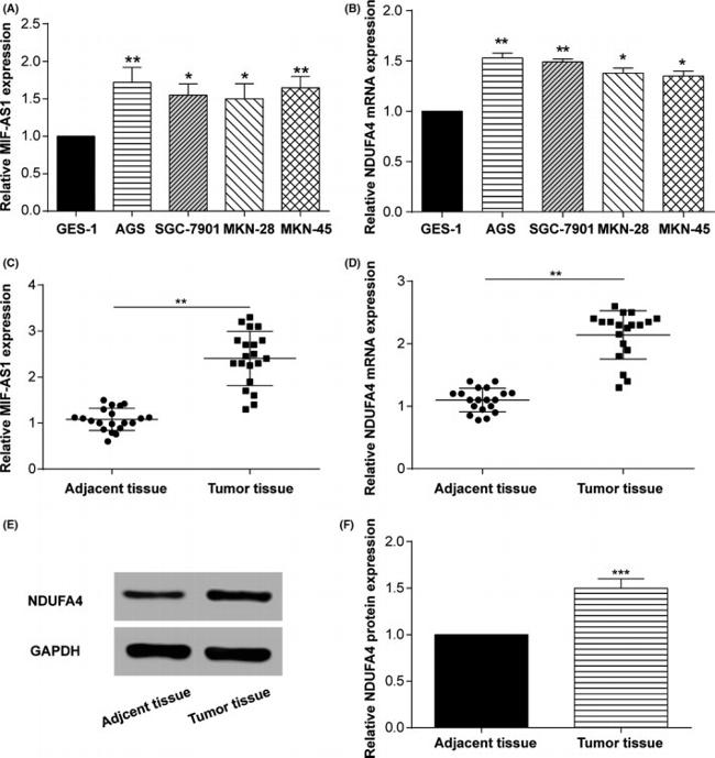 GAPDH Antibody in Western Blot (WB)