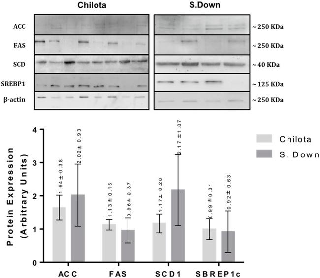 beta Actin Antibody in Western Blot (WB)