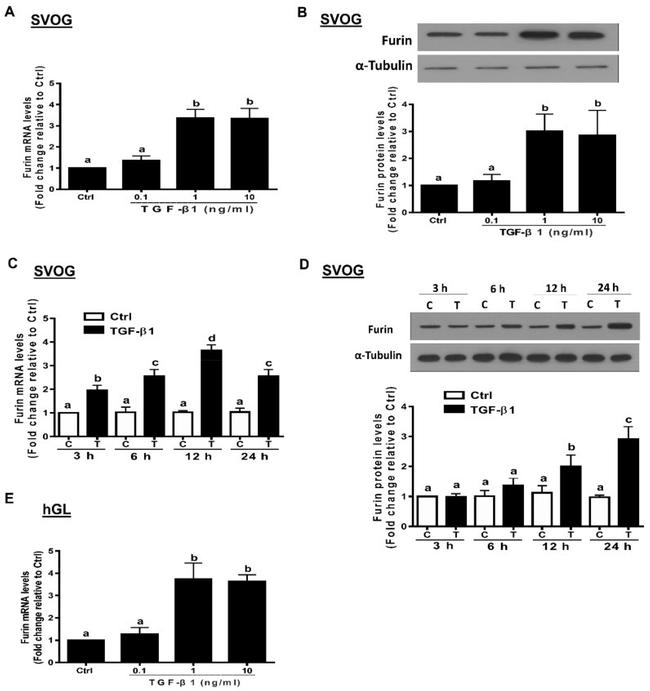 Furin Antibody in Western Blot (WB)