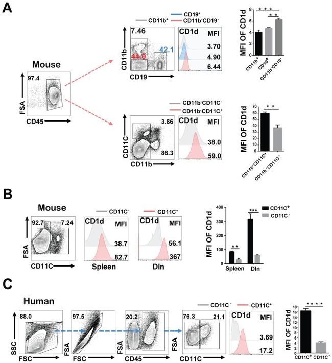 alpha GalCer:CD1d Complex Antibody in Flow Cytometry (Flow)