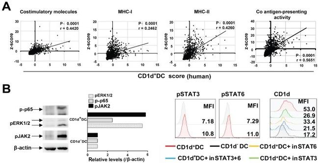 Phospho-STAT3 (Tyr705) Antibody in Flow Cytometry (Flow)