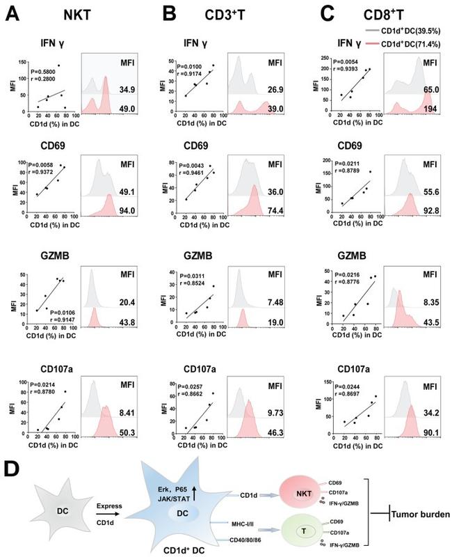 alpha GalCer:CD1d Complex Antibody in Flow Cytometry (Flow)