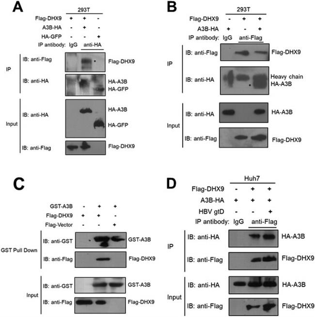 DYKDDDDK Tag Antibody in Western Blot, Immunoprecipitation (WB, IP)