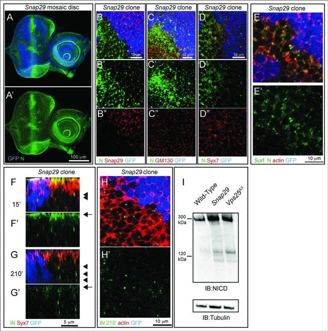 alpha Tubulin Antibody in Western Blot (WB)