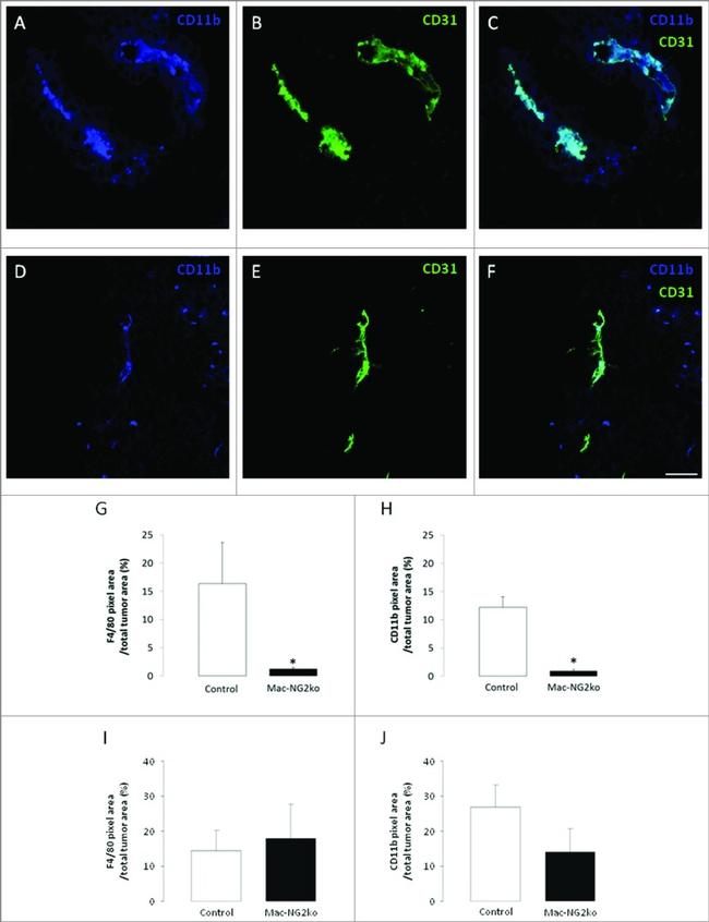 F4/80 Antibody in Immunohistochemistry (IHC)