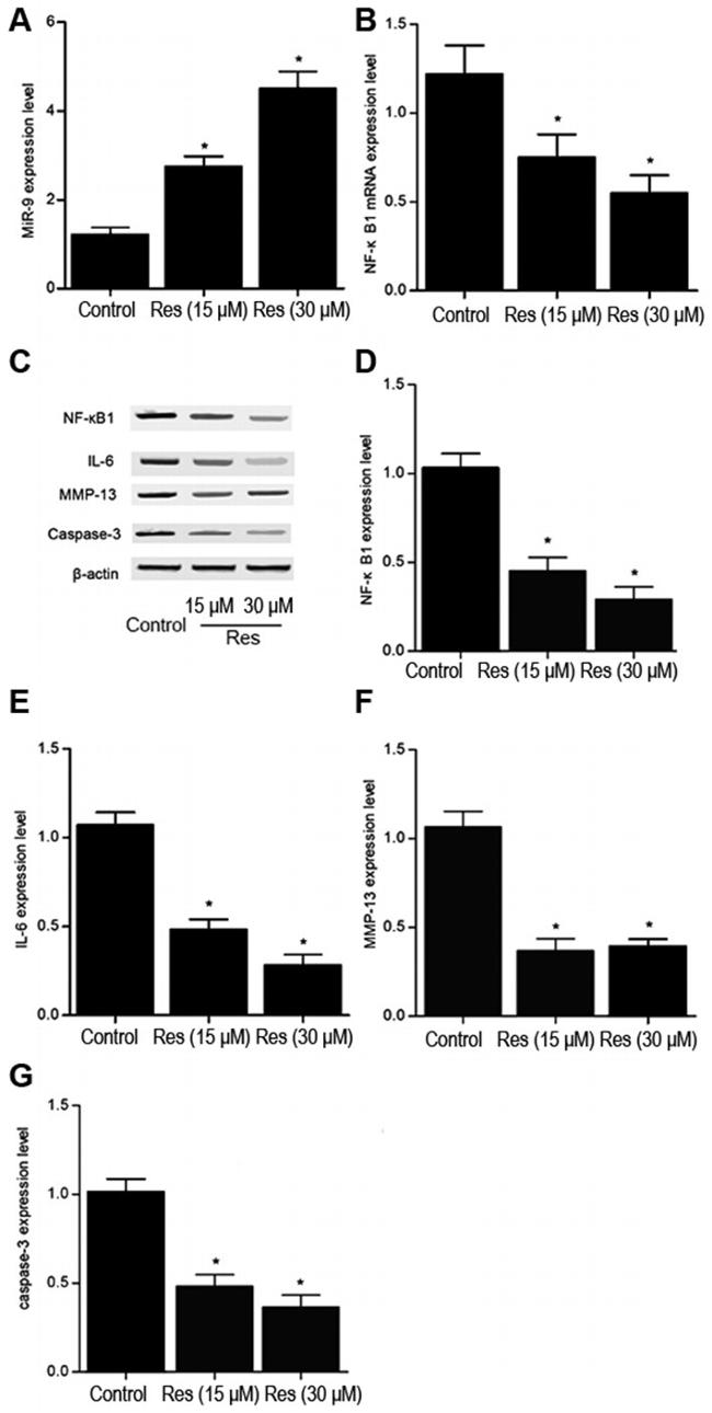 Active/Pro-Caspase 3 Antibody in Western Blot (WB)