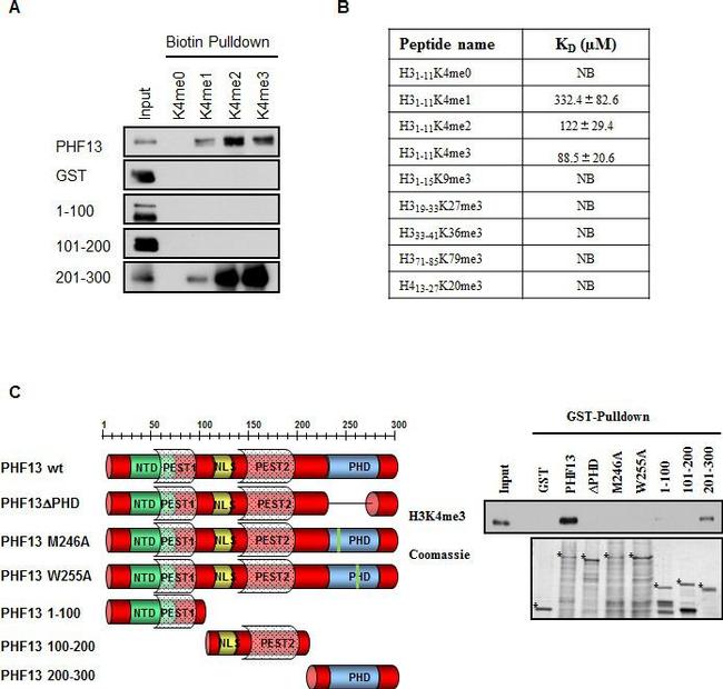 GST Tag Antibody in Western Blot (WB)