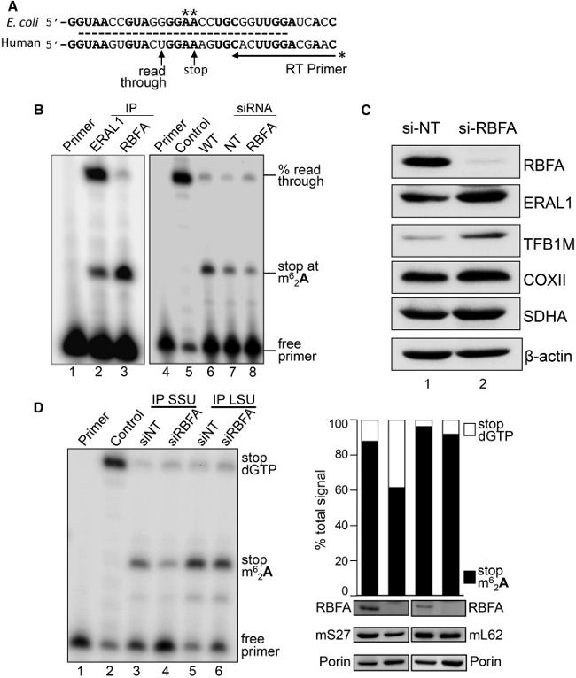 MTCO2 Antibody in Western Blot (WB)