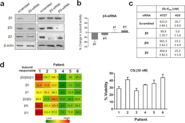 PSMB5 Antibody in Western Blot (WB)