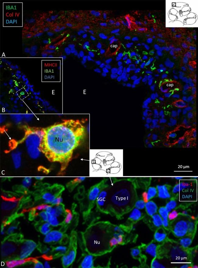 IBA1 Antibody in Immunocytochemistry, Immunohistochemistry (ICC/IF, IHC)