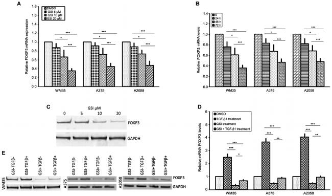 FOXP3 Antibody in Western Blot (WB)