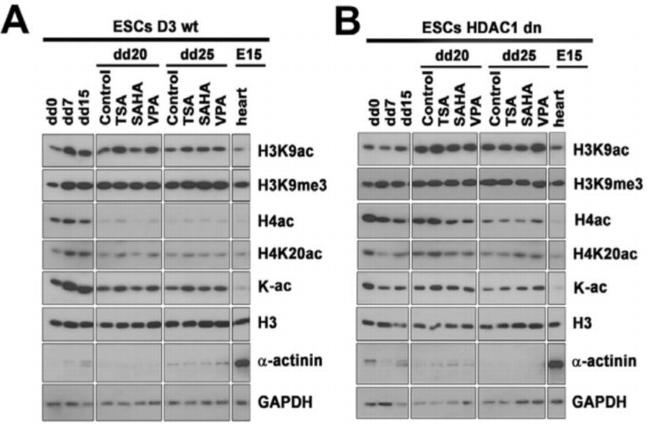 H4K20ac Antibody in Western Blot (WB)