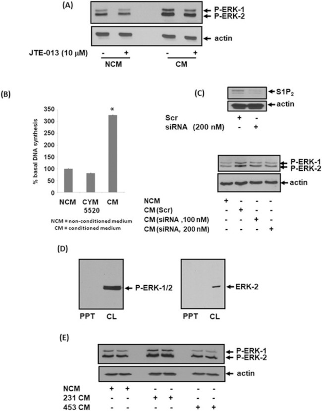 S1PR2 Antibody