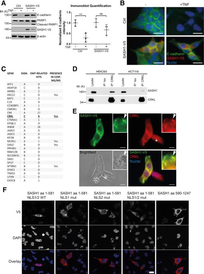 V5 Tag Antibody in Western Blot, Immunocytochemistry (WB, ICC/IF)