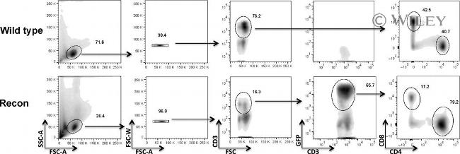 CD3 Antibody in Flow Cytometry (Flow)