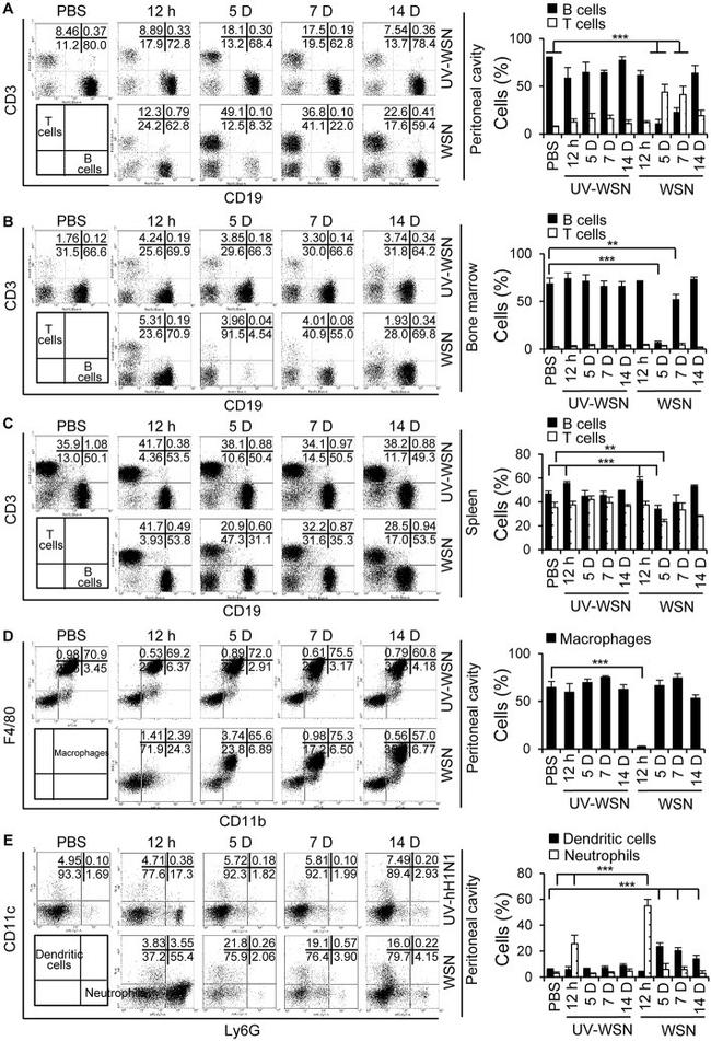 Ly-6G/Ly-6C Antibody in Flow Cytometry (Flow)