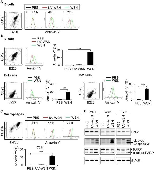 CD23 Antibody in Flow Cytometry (Flow)