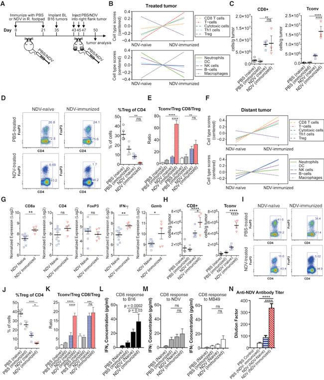 FOXP3 Antibody in Flow Cytometry (Flow)