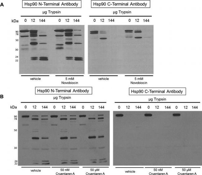 HSP90 alpha Antibody in Western Blot (WB)