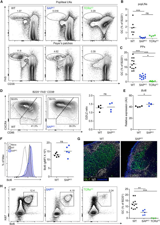 CD38 Antibody in Flow Cytometry (Flow)