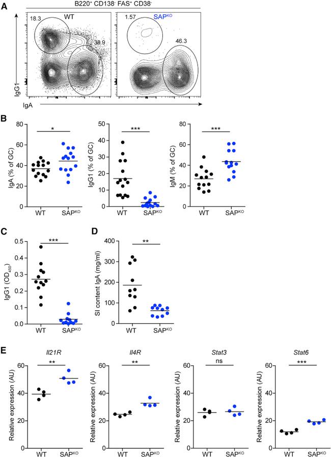 IgM Antibody in Flow Cytometry (Flow)