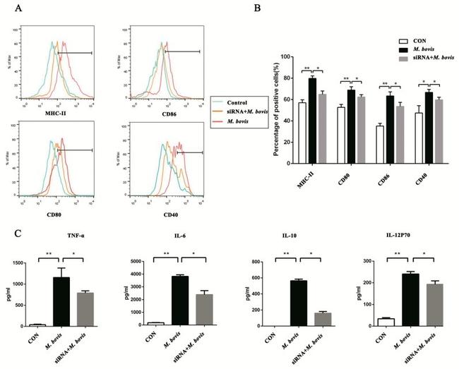 CD40 Antibody in Flow Cytometry (Flow)