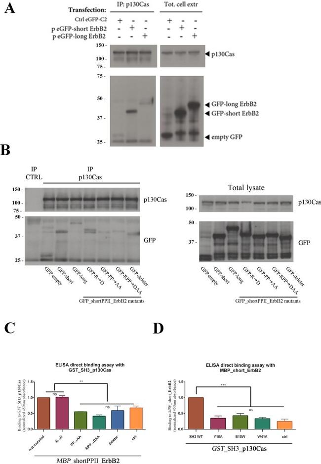 GST Tag Antibody in ELISA (ELISA)