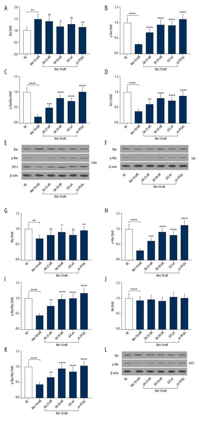 Phospho-Bax (Ser184) Antibody in Western Blot (WB)